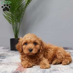 Tanner, Cavapoo Puppy